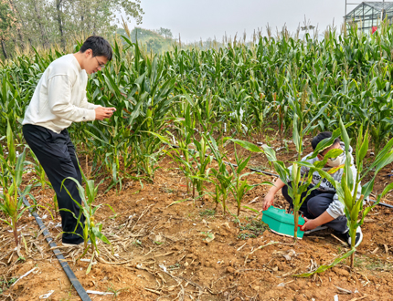 <b>華中農(nóng)業(yè)大學植物根系發(fā)育研究</b>